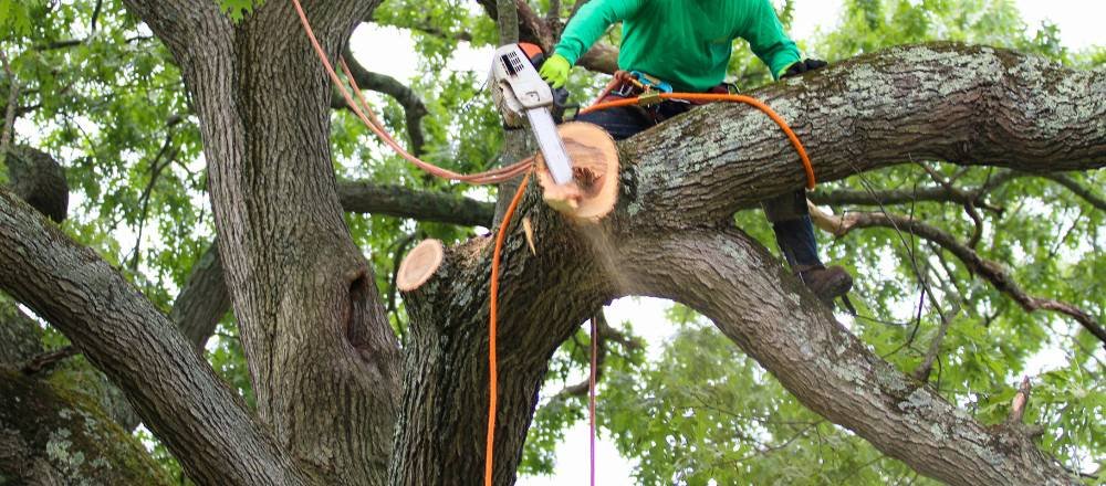 Tree Trimming Services Malvern