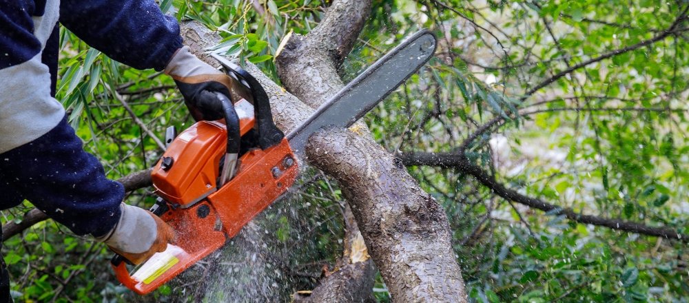 Tree Trimming Services